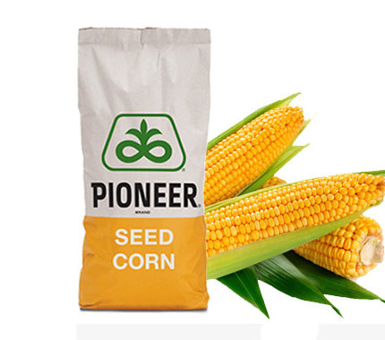 Семена кукурузы Pioneer
