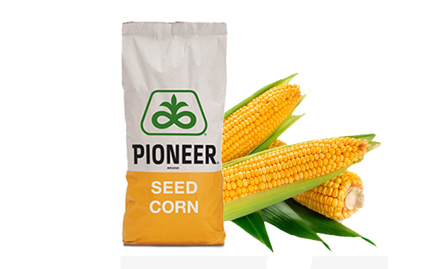 Семена кукурузы Pioneer Семена кукурузы Pioneer