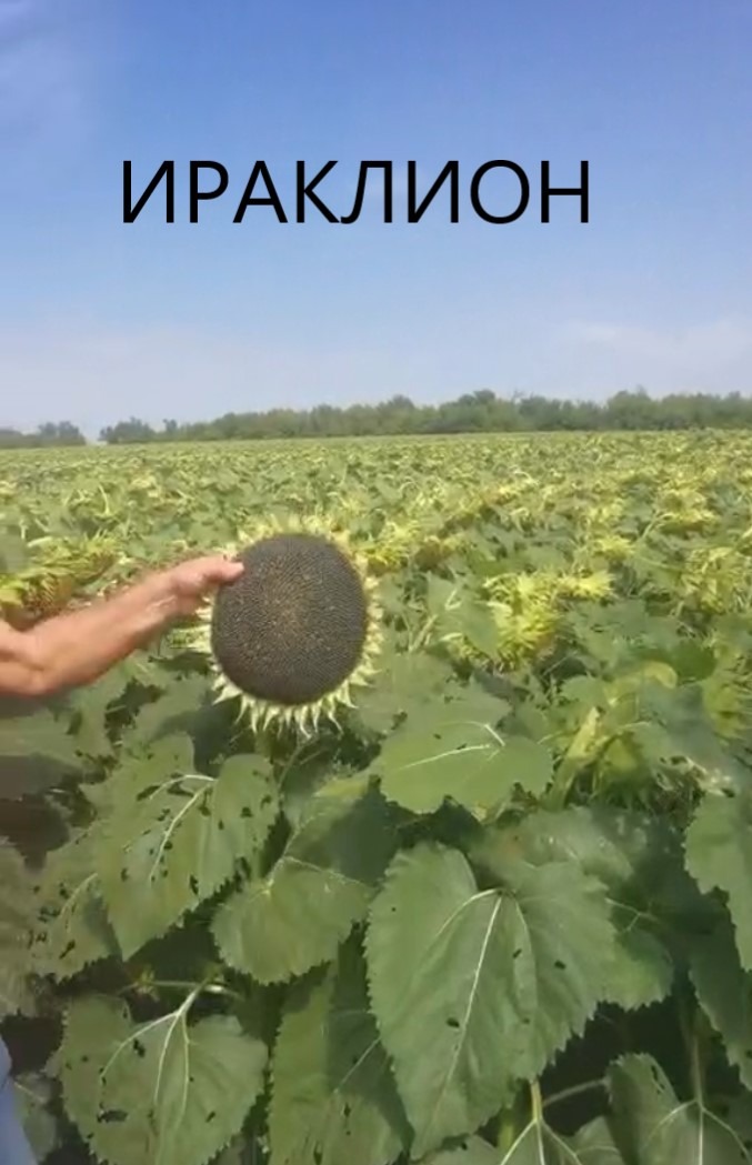 ИРАКЛИОН созревание