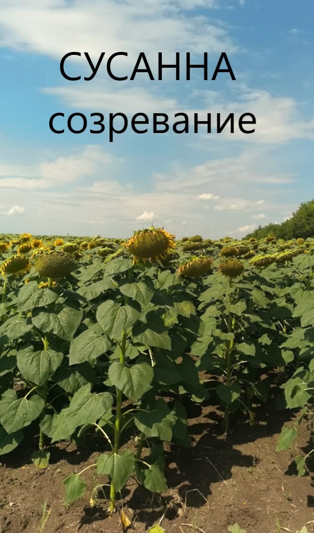 Сусанна созревание фото